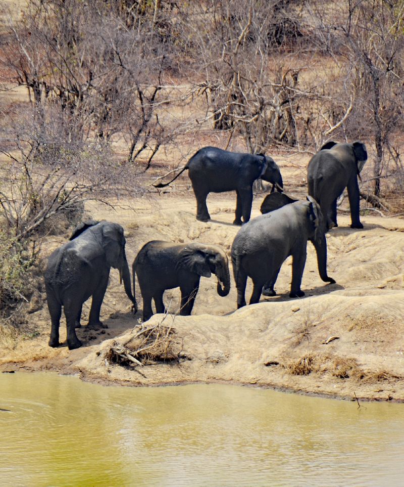 A group of elephants at Mole National Park