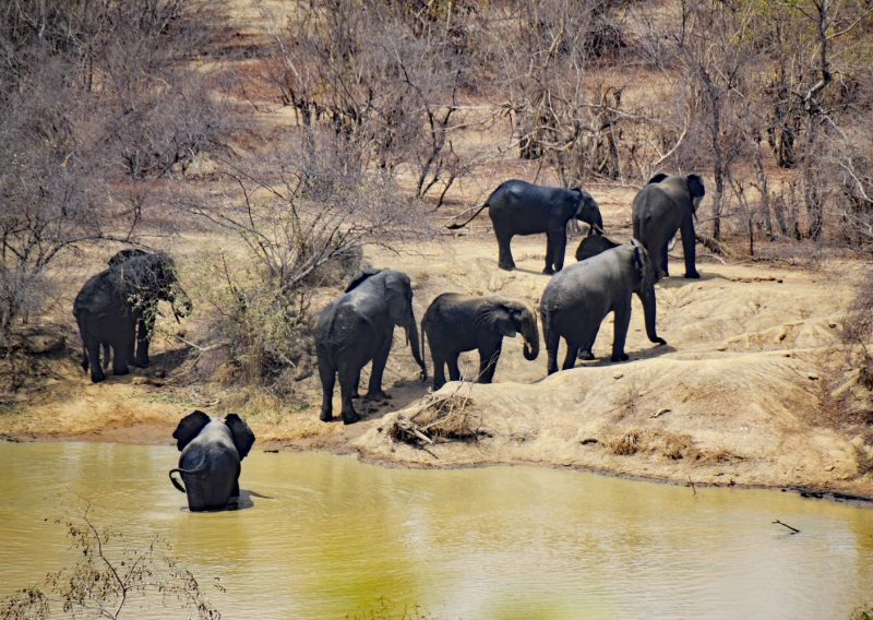A group of elephants at Mole National Park